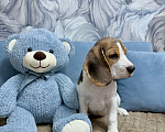 Собаки в Москве: Щенки Бигль Мальчик, 45 000 руб. - фото 4