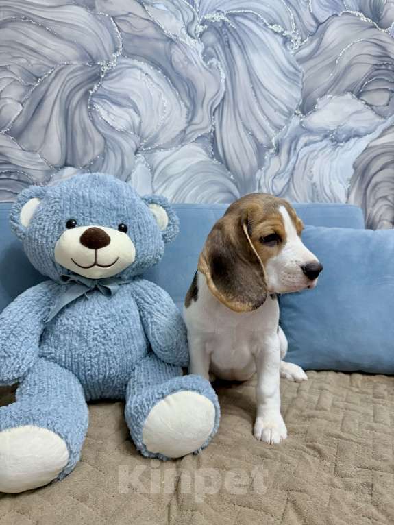 Собаки в Москве: Щенки Бигль Мальчик, 45 000 руб. - фото 4