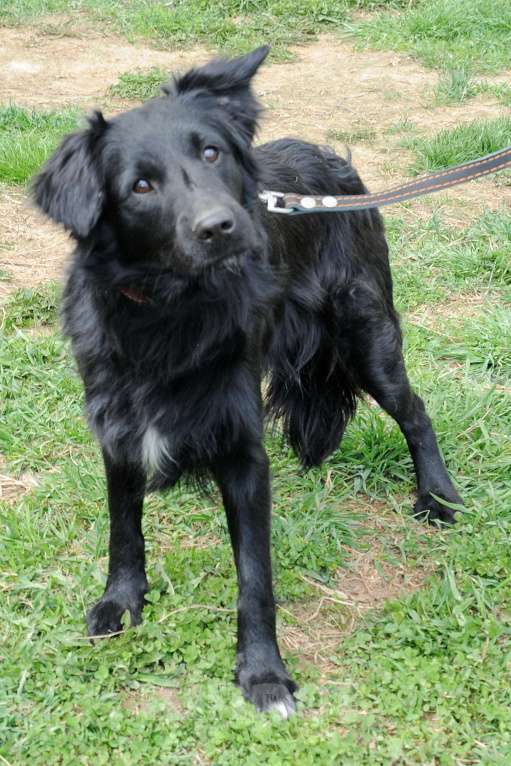 Собаки в Москве: Дарси. Покоритель сердец Мальчик, 1 руб. - фото 5