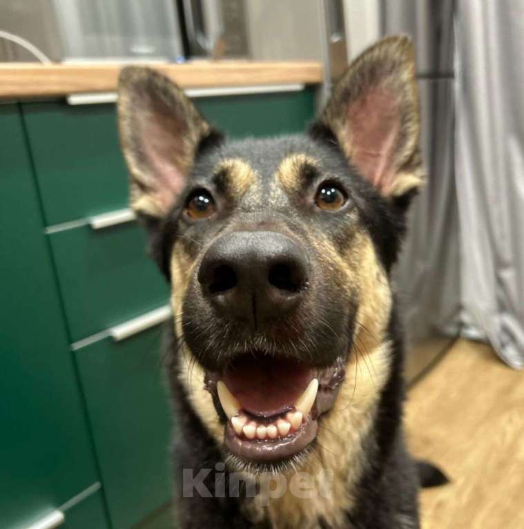 Собаки в Москве: Бруну выкинули хозяева, потому что она оказалась "недостаточно породистая".. 💔 Девочка, Бесплатно - фото 2