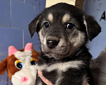 Собаки в Москве: Красивые щенки 2 мес в дар! Дайте шанс стать домашними! Девочка, Бесплатно - фото 3