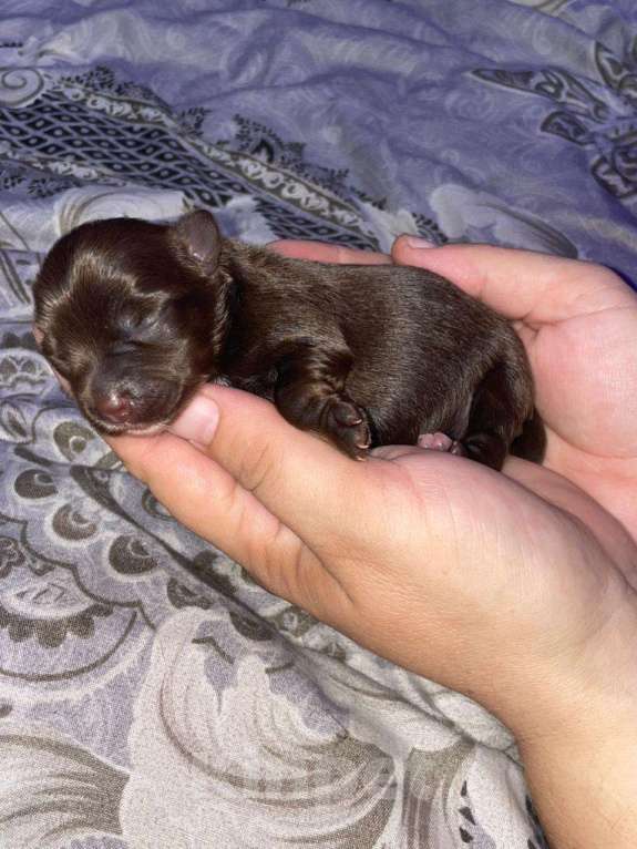 Собаки в других городах Московской области: Цветные йорки Мальчик, 30 000 руб. - фото 3