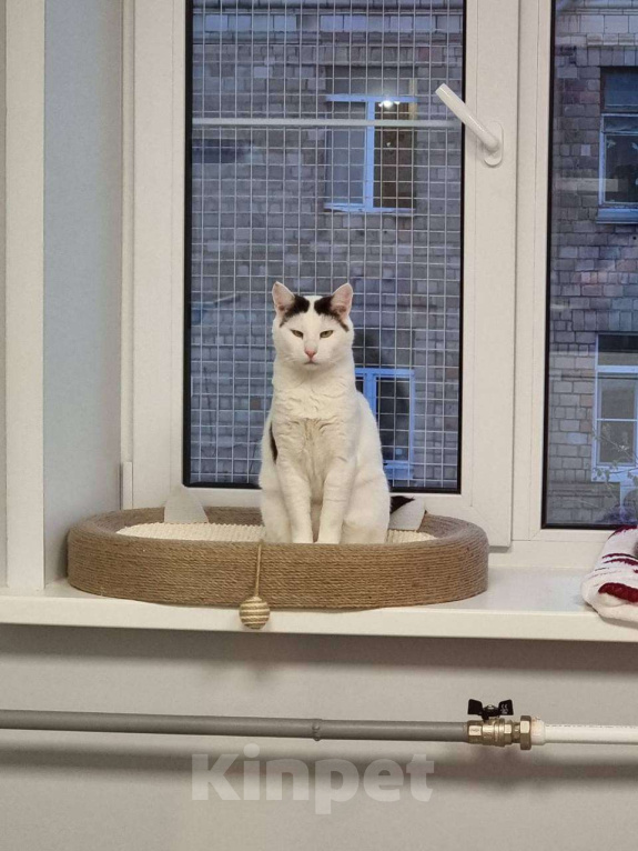 Кошки в Москве: Косенький Саввушка - лучший вмири кот Мальчик, Бесплатно - фото 3