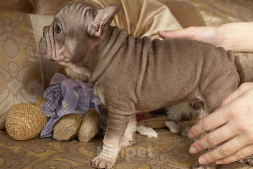 Собаки в Москве: Французский бульдог, щенок Девочка, 70 000 руб. - фото 8