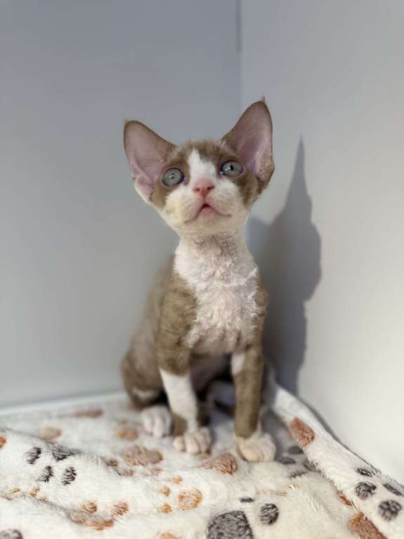 Кошки в Москве: Котята Девон-Рекс Девочка, 120 000 руб. - фото 3