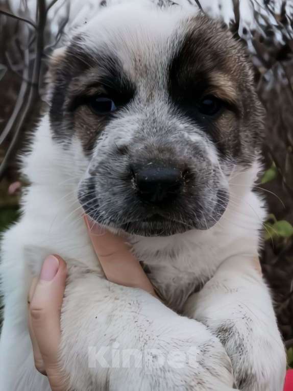 Собаки в Армянске: Продажа щенков САО  Мальчик, 20 000 руб. - фото 2