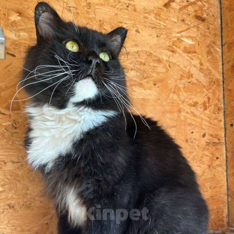 Кошки в Москве: Метис мейн-куна по имени Кефир ищет свою семью! Мальчик, Бесплатно - фото 5