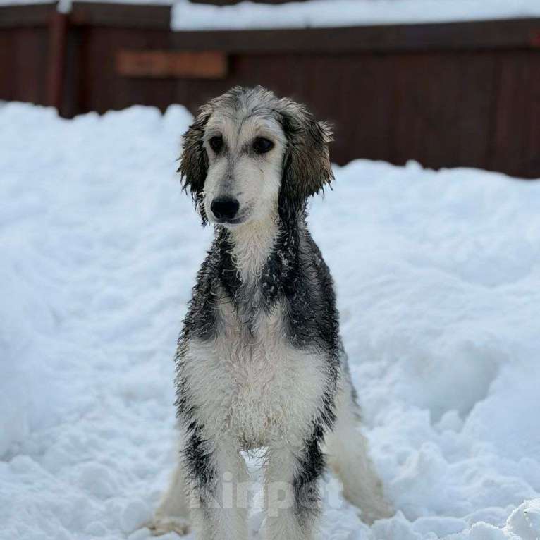 Собаки в Новосибирске: Афганская борзая Девочка, Бесплатно - фото 1