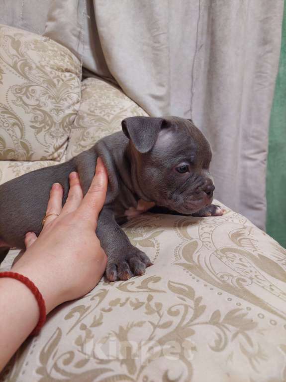 Собаки в других городах Московской области: Американские булли  Девочка, 85 000 руб. - фото 4