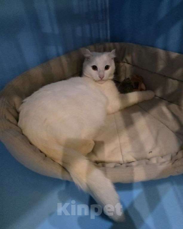 Кошки в Москве: Стюарт ищет дом Мальчик, Бесплатно - фото 2