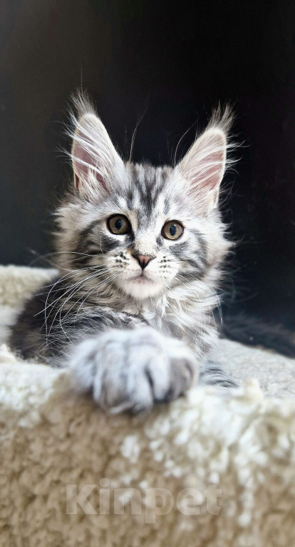 Кошки в Ижевске: Котята мейн-кун Девочка, 55 000 руб. - фото 3