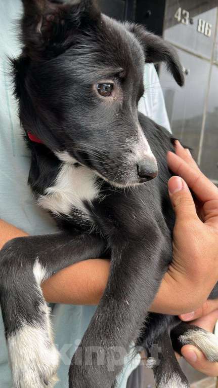 Собаки в Иркутске: Ищем хозяина Девочка, Бесплатно - фото 3