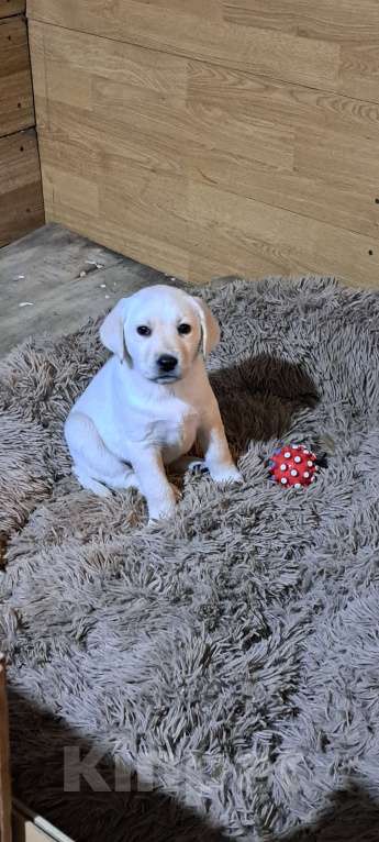 Собаки в Мелитополе: Детки лабродорчики Девочка, 20 000 руб. - фото 2