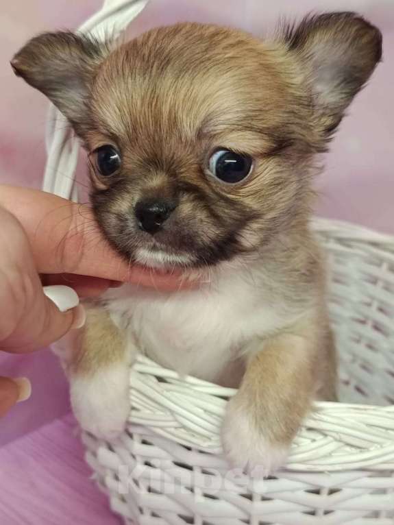 Собаки в других городах Московской области: Кузенька Мальчик, 45 000 руб. - фото 1