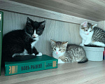 Кошки в Ливны: Котята в добрые руки, Бесплатно - фото 2