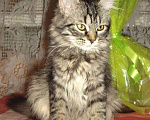 Кошки в Ливны: Сибирские котята девочки Девочка, 7 000 руб. - фото 3