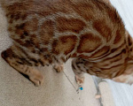 Кошки в Миассе: Бенгальский котенок Алёша Попович Мальчик, 35 000 руб. - фото 4