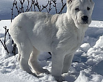 Собаки в Москве: Среднеазиатская овчарка, алабай, щенок Девочка, Бесплатно - фото 1
