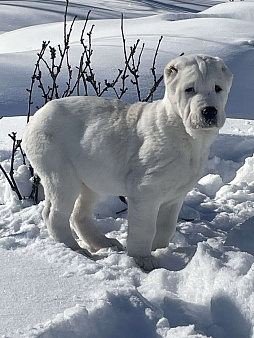 Среднеазиатская овчарка, алабай, щенок