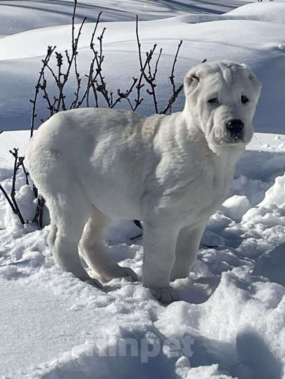 Собаки в Москве: Среднеазиатская овчарка, алабай, щенок Девочка, Бесплатно - фото 1