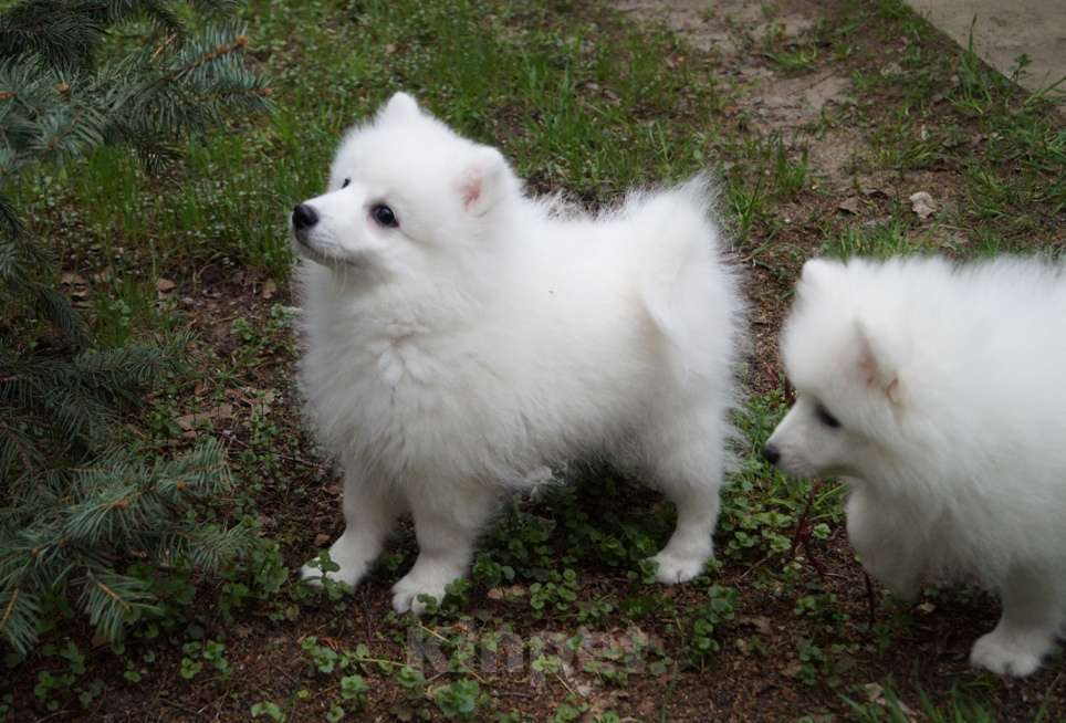 Собаки в Волгограде: Щенки японского шпица Мальчик, Бесплатно - фото 8