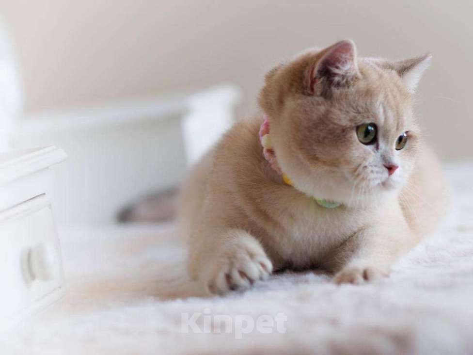 Кошки в Москве: Британская кошечка Девочка, 25 000 руб. - фото 4