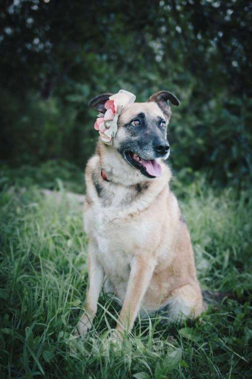 Собаки в других городах Московской области: Девочка Банди ищет дом Девочка, Бесплатно - фото 10