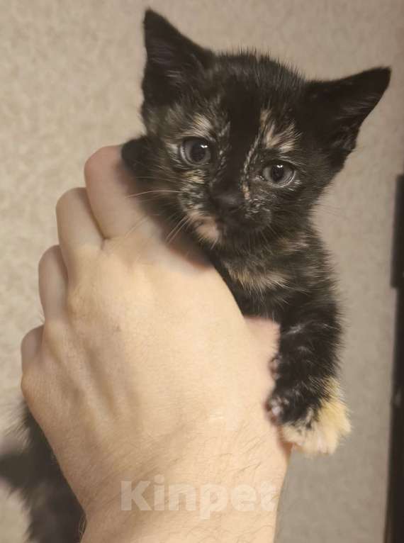 Кошки в Новосибирске: Котенок в добрые руки Девочка, Бесплатно - фото 4