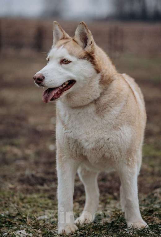Собаки в Домодедово: В ДОБРЫЕ РУКИ  Девочка, Бесплатно - фото 6