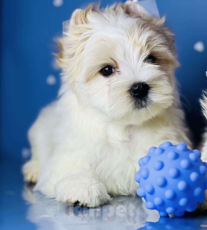 Собаки в Котельнике: Бело золотые йорки Голд Берри  Мальчик, 45 000 руб. - фото 6