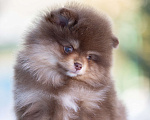 Собаки в Пушкино: щенки померанского шпица Мальчик, 50 000 руб. - фото 1