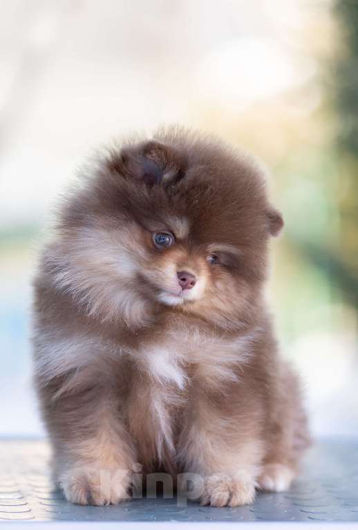 Собаки в Пушкино: щенки померанского шпица Мальчик, 50 000 руб. - фото 1