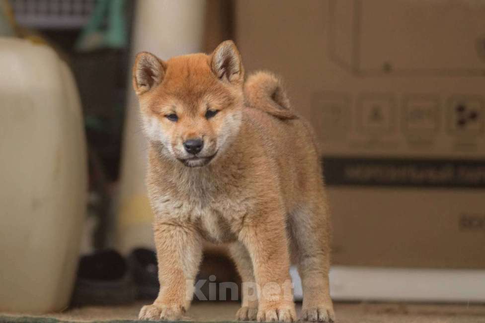 Собаки в Москве: Шикарные щенки Сиба ину Девочка, 50 000 руб. - фото 2