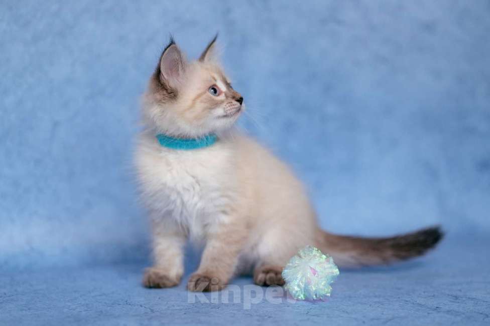 Кошки в Ступино: Продается котик Невская маскарадная  Мальчик, Бесплатно - фото 4