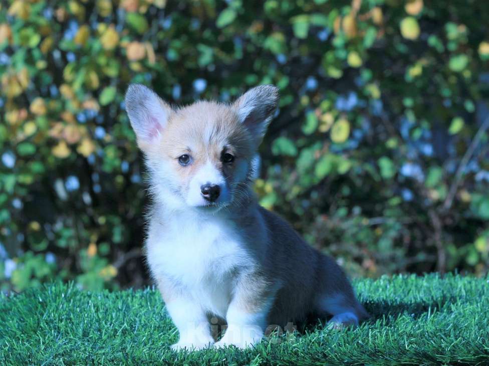 Собаки в Москве: вельш корги пемброк Девочка, 80 000 руб. - фото 8