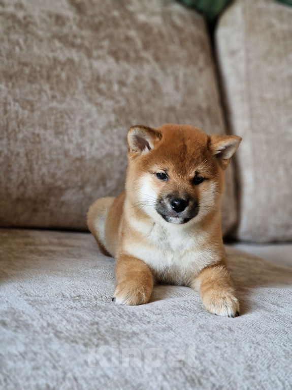 Собаки в Каменске-Шахтинском: Сиба-ину щенок Мальчик, 50 000 руб. - фото 4