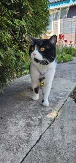 Кошки в Москве: Шотландские Котята  (Скотиш Фолд) Мальчик, 30 000 руб. - фото 7