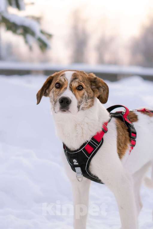 Собаки в Москве: Ищет дом маленькая белая принцесса Девочка, Бесплатно - фото 3