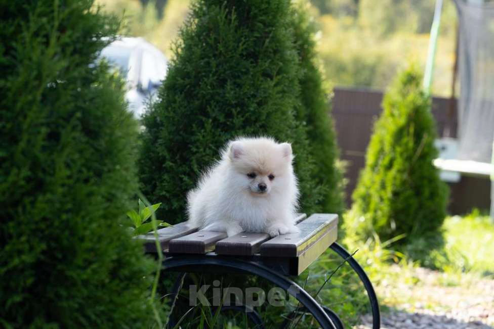 Собаки в других городах Московской области: Мальчик Тишка Мальчик, 30 000 руб. - фото 3