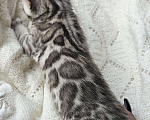 Кошки в Москве: Бенгальский котенок окраса Серебро Девочка, Бесплатно - фото 1