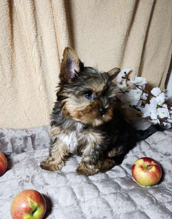 Собаки в Санкт-Петербурге: Мраморный Йоркширский терьер  Мальчик, 60 000 руб. - фото 3