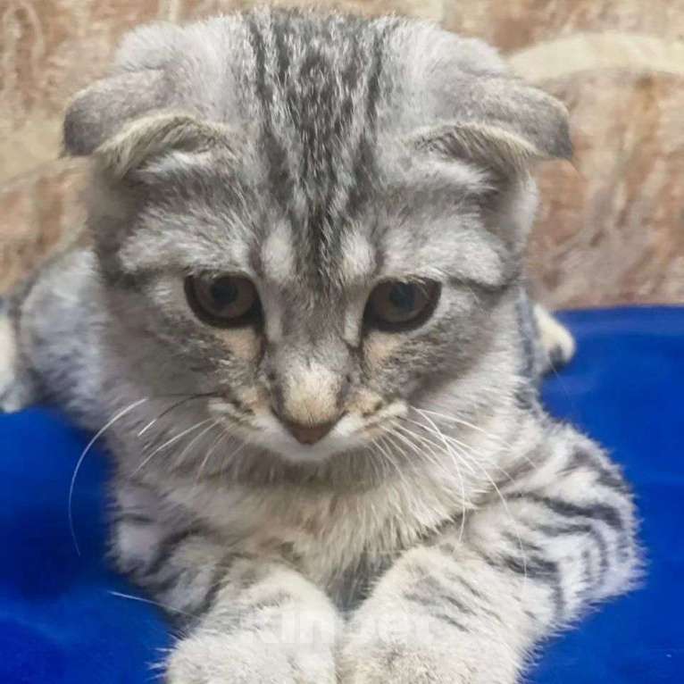 Кошки в Москве: Матроскин, жертва живодеров Мальчик, Бесплатно - фото 3