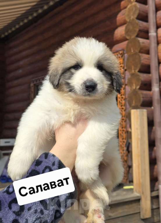 Собаки в Кингисеппе: Щенки Пиренейской горной собаки Разнополые, Бесплатно - фото 3