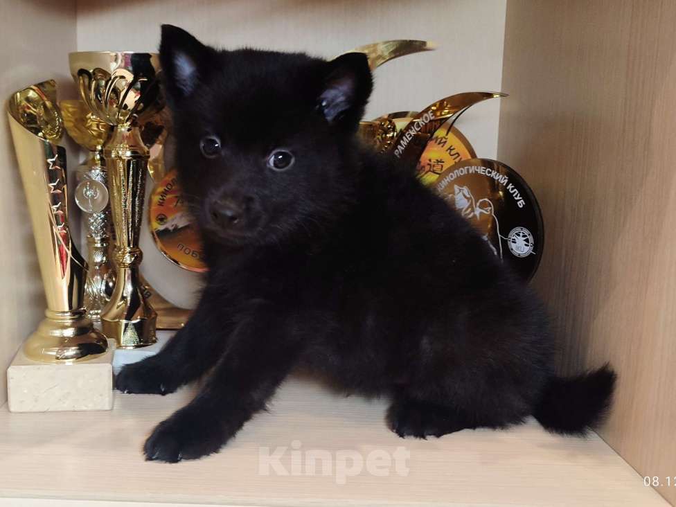 Собаки в Раменском: Шипперке Мальчик, Бесплатно - фото 2