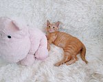 Кошки в Санкт-Петербурге: Рыжий чудо, мальчик 1,5 мес в поисках любимого и любящего человека Мальчик, 200 руб. - фото 10