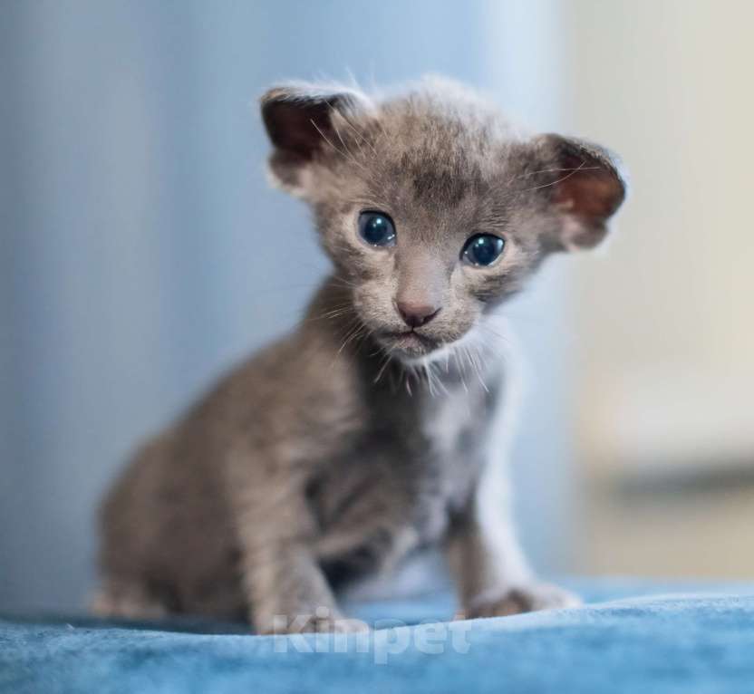 Кошки в Ростове-на-Дону: Ориентальная кошечка ищет новую семью, заботливых и любящих родителей. Окрас дымчатая голубая Девочка, 29 000 руб. - фото 3