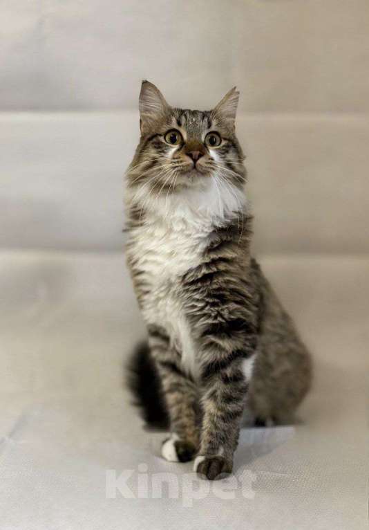 Кошки в Москве: котенок Кемер ищет дом Мальчик, Бесплатно - фото 2