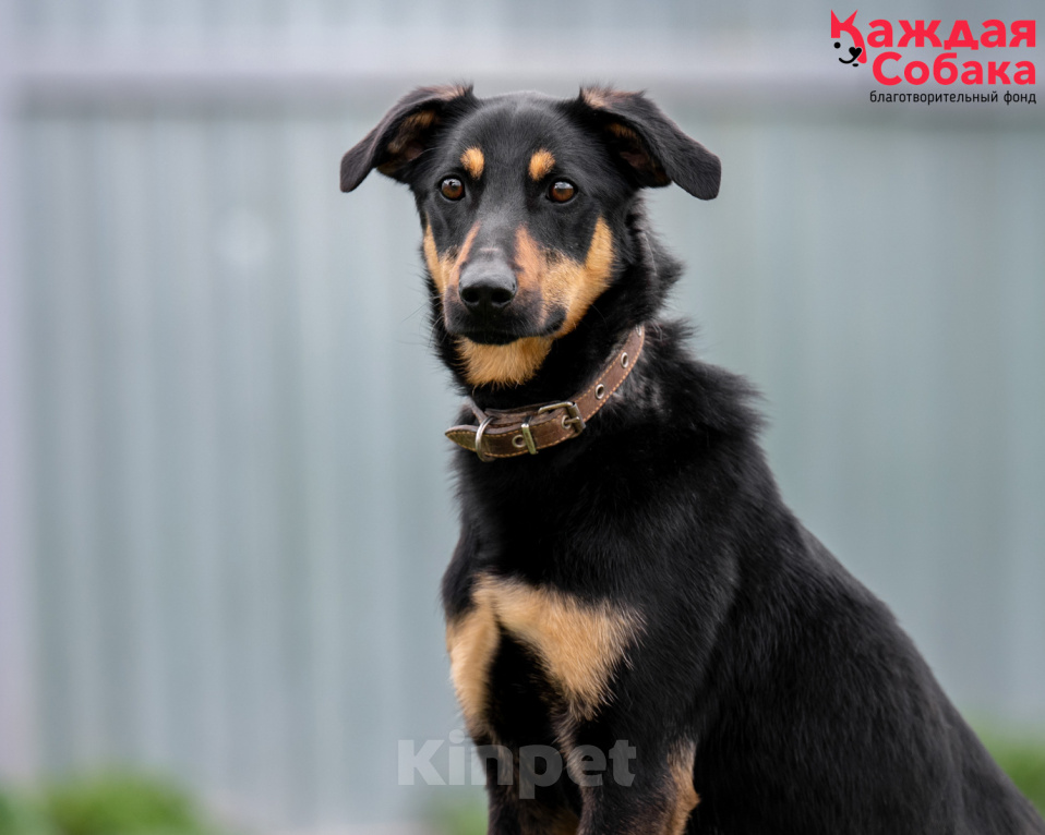 Собаки в других городах Московской области: 🐶 Дана — Чем я не ротвейлер? Девочка, Бесплатно - фото 10