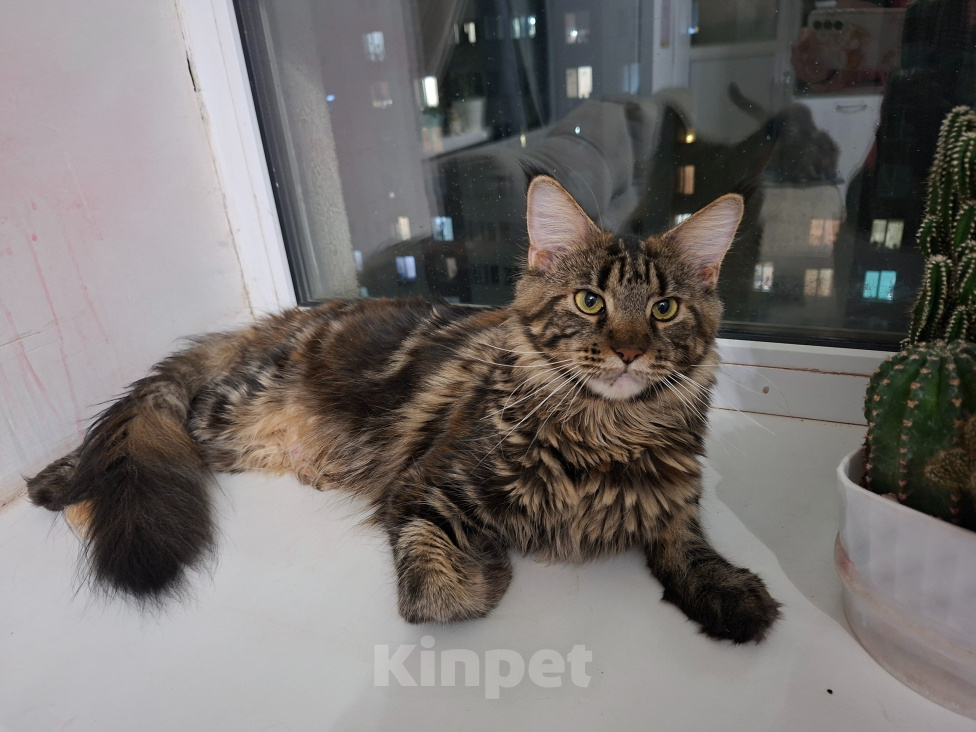 Кошки в Оренбурге: Котята мейн-кун Разнополые, 14 000 руб. - фото 5