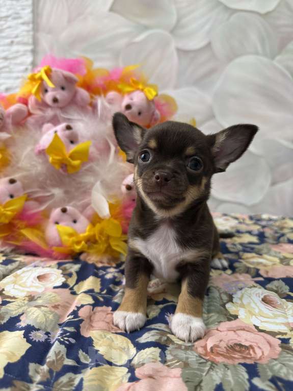 Собаки в Москве: Щенок Чихуахуа Девочка, 85 000 руб. - фото 1